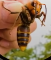 giant hornet